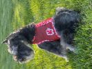 Cool Mesh Dog Harness with Leash